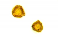 Pyl pampelisky - Dandelion pollen grain